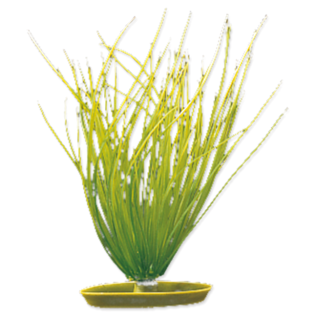 Rostlina MARINA Hairgrass 20 cm 