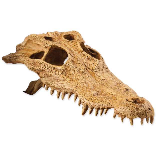 Obrázek Dekorace EXO TERRA krokodýlí lebka 